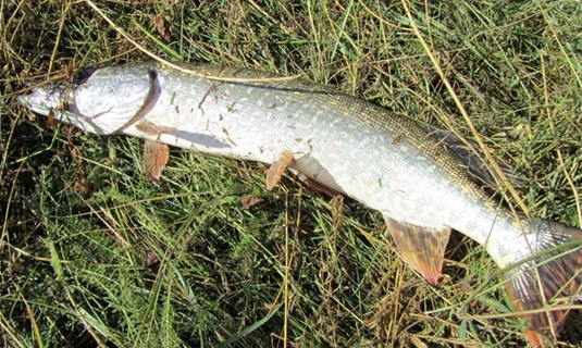 рыбалка весной по сходу льда на щуку