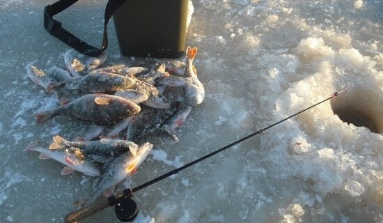 зимняя рыбалка окуня на живца