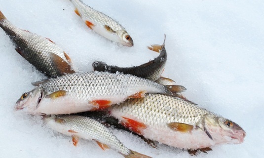 рыбалка зимой плотвы на течении